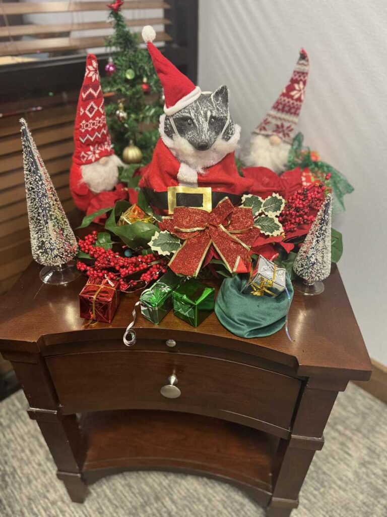A festive holiday display on a small wooden table features a badger statue dressed as Santa, surrounded by small wrapped gifts, red berries, cone-shaped trees, and two gnomes in red hats, with a mini Christmas tree in the background.