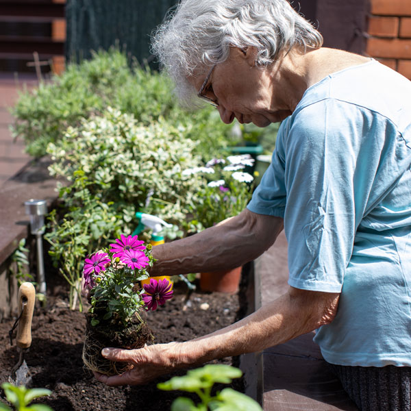 An older woman with gray hair and glasses is planting purple flowers in a raised garden bed outdoors, surrounded by green plants and gardening tools.